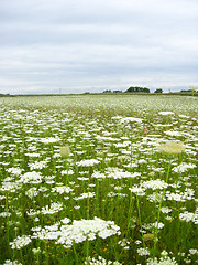 Image showing summer landscape with field of white flowers