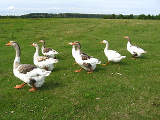 Image showing Flight of white geese on a meadow