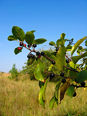 Image showing Branch with the wolf berries