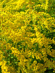 Image showing Some beautiful yellow flowers