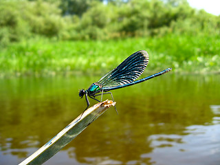 Image showing dragonfly sitting on the branch