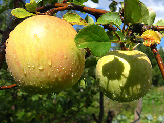 Image showing very tasty and ripe apples