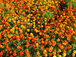 Image showing A beautiful flower of tagetes