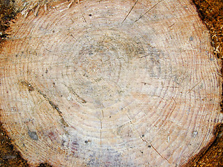 Image showing Pattern on a cut of a tree