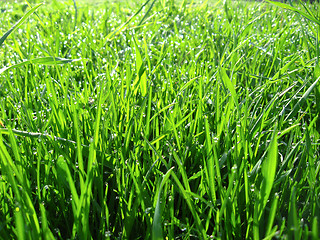 Image showing Thrickets of a high green grass