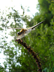 Image showing dragonfly sitting on the branch