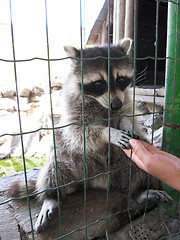 Image showing Raccoon with asking paw behind a bar