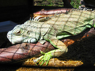 Image showing green big iguana in zoo