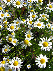 Image showing beautiful bed  with small chamomiles