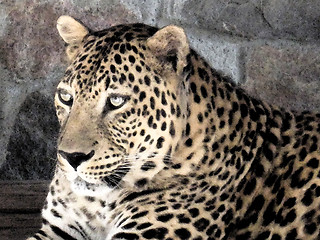 Image showing the beautiful leopard