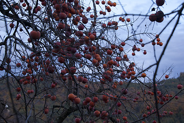 Image showing Rich harvest of ripe persimmon