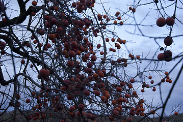 Image showing Ripe persimmon on tree branches