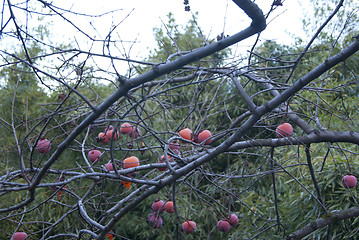 Image showing Ripe persimmon on the tree