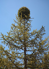 Image showing witch-brooms disease