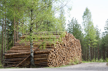 Image showing Springtime logs