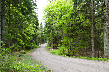 Image showing Beech road