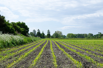 Image showing Corn field