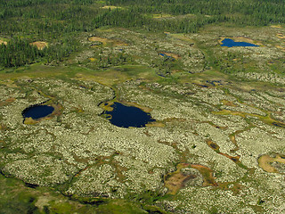 Image showing Forest-tundra landscape