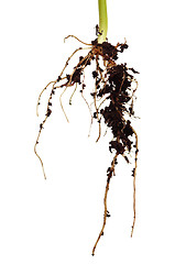 Image showing Roots of haricot