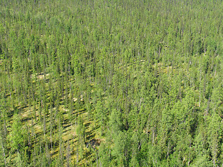 Image showing Siberian taiga - aerial view