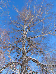 Image showing Birch under the hoar-frost