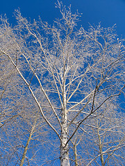 Image showing Trees under the hoar-frost