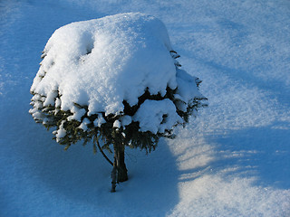 Image showing Ornamental Fir tree under the snow
