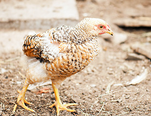 Image showing Walking hens