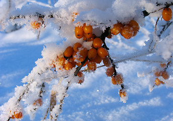 Image showing Winter Barberry