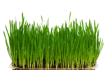 Image showing Wheat grass