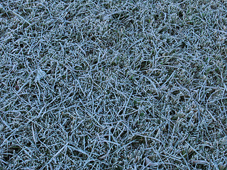 Image showing Grass under the hoar-frost