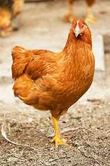 Image showing Walking hens