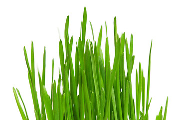 Image showing Wheat grass