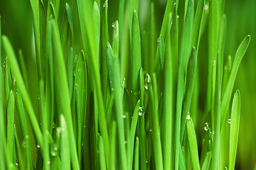 Image showing Wheat grass