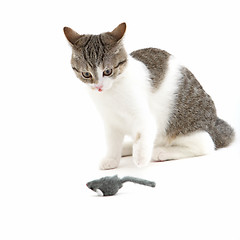Image showing Cat watching a toy mouse in anticipation