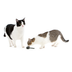 Image showing Two cats playing with a toy mouse