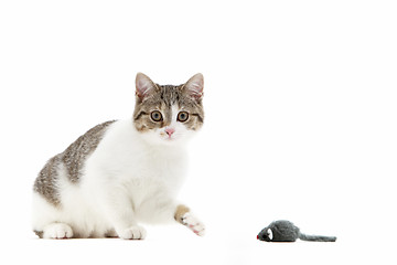 Image showing Cat batting at a toy mouse with its paw