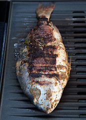 Image showing Gilthead Seabream on BBQ