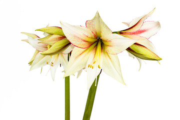 Image showing White Amaryllis flower
