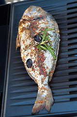 Image showing Gilthead Seabream on BBQ