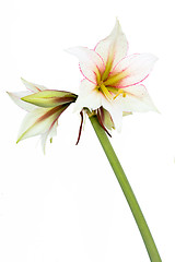 Image showing White Amaryllis flower