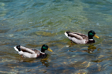 Image showing Two ducks swimming in a lake