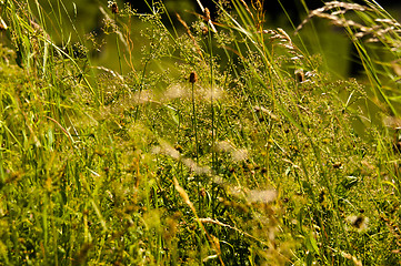 Image showing wild grasses