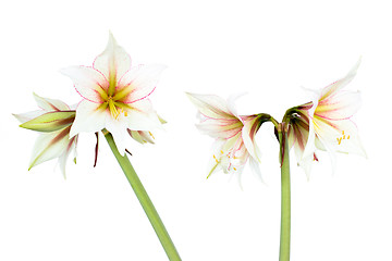 Image showing White Amaryllis flower