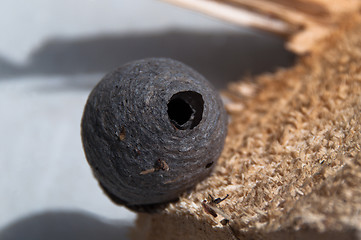 Image showing Wasp Nest