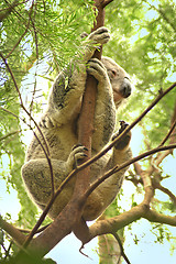 Image showing climbing koala