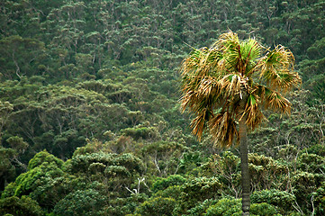 Image showing tropics