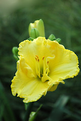 Image showing yellow flower