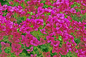 Image showing pink flowers