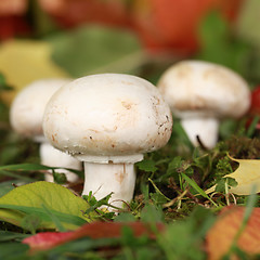 Image showing Ripe mushrooms growing in a forest